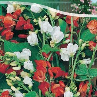 Фасоль декоративная вьющаяся смесь 5гр./цв./