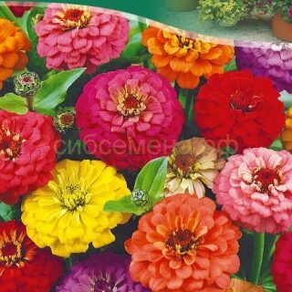 Цинния ЛИЛИПУТ смесь 0,3гр. /цв./