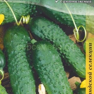Огурец ГЕРМАН F1 (Голландия),5сем /цв./