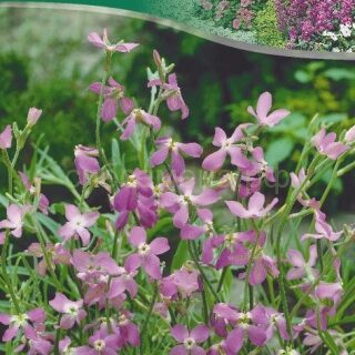 Маттиола ВЕЧЕРНИЙ АРОМАТ 0,5г (цв.)