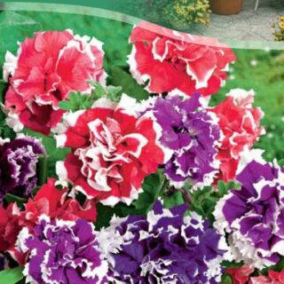 Петуния ПИРУЭТ смесь F1 махровая 10сем. (цв.)