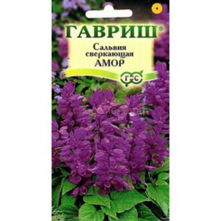 Сальвия ЛАВАНДОВАЯ АМОР /Гавриш/