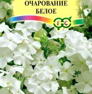 Флокс ОЧАРОВАНИЕ белое /Гавриш/