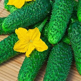 Огурец Богатая грядка - корнишон (УД)