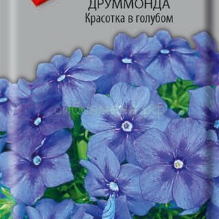 Флокс КРАСОТКА В ГОЛУБОМ /Поиск/