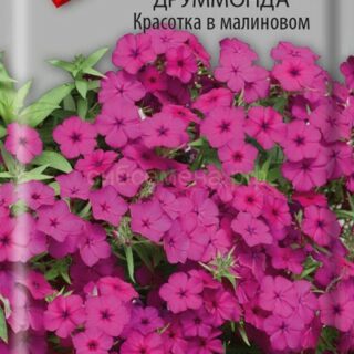 Флокс КРАСОТКА В МАЛИНОВОМ /Поиск/
