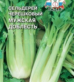 Сельдерей черешковый МУЖСКАЯ ДОБЛЕСТЬ /СеДеК/