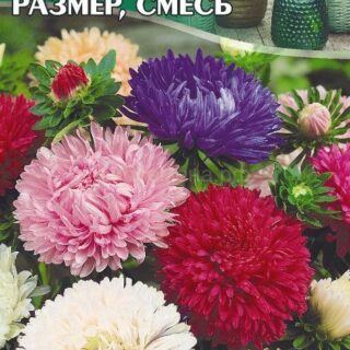 Астра КОРОЛЕВСКИЙ РАЗМЕР смесь, пион. /СемСиб/