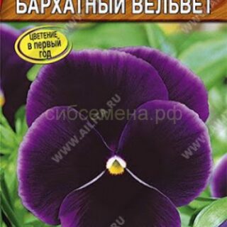 Виола БАРХАТНЫЙ ВЕЛЬВЕТ/Аэлита/