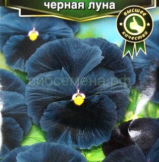 Виола КАН КАН F1черная луна /Аэлита/