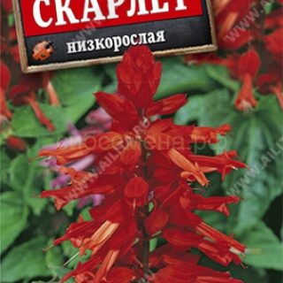 Сальвия СКАРЛЕТ СВЕРКАЮЩАЯ /Аэлита/