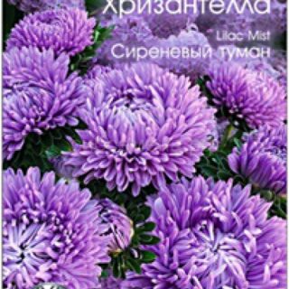 Астра хризантелла СИРЕНЕВЫЙ ТУМАН (Биотехника)