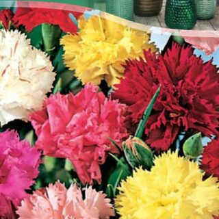 Гвоздика Гренадин смесь, 0,1г (цв.)