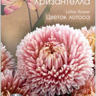 Астра хризантелла ЦВЕТОК ЛОТОСА (Биотехника)