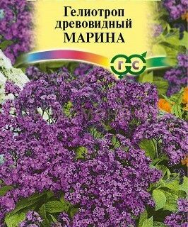 Гелиотроп Марина (Гавриш)