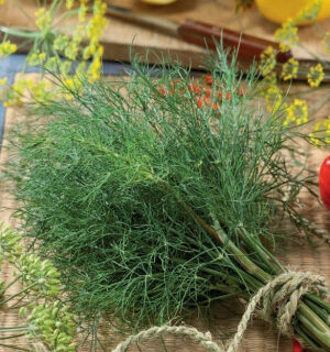 Укроп Герман - кустового типа (УД)