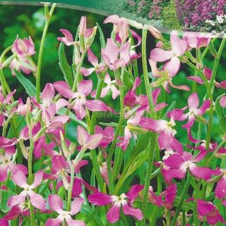 Маттиола Лилово-розовая, 0,5г (цв.)