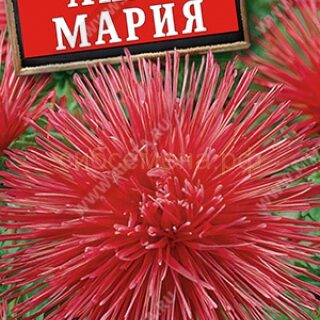 Астра Анна Мария (Аэлита)