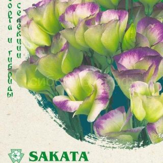 Эустома Пикколо Северное сияние F1 (Гавр)