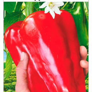 Перец ГОДЗИЛЛА /СибСад/