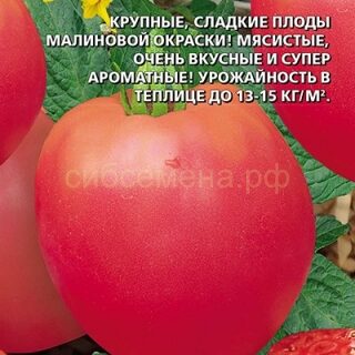 Томат Майор (УД)