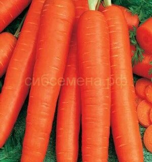 Морковь Санькина Любовь F1 (УД) (гранулы)