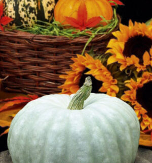 Тыква Крошечка хаврошечка - крупноплодная (УД)