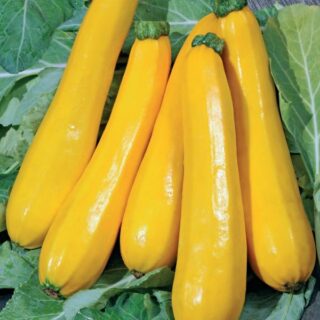 Кабачок цуккини Гордость Сибири (УД)