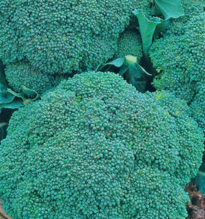 Капуста брокколи Изумрудное волшебство (УД)