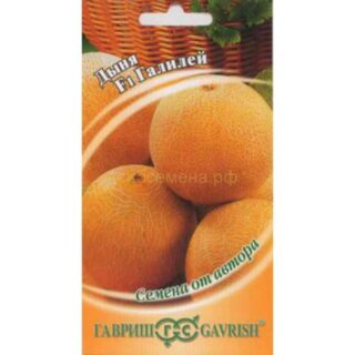 Дыня Галилей (Гавр)