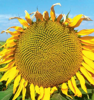 Подсолнечник На семечки (УД)