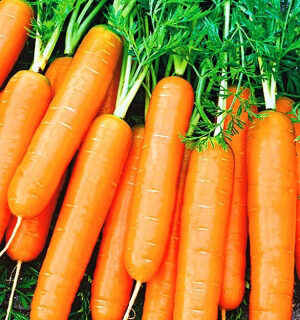 Морковь Деликатесная (УД)
