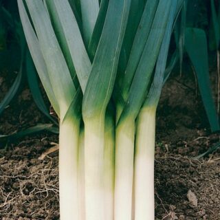 Лук порей Премьер (УД)