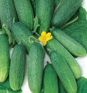 Огурец Дивное диво F1 (УД)