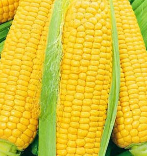 Кукуруза Сахарный гигант (УД)