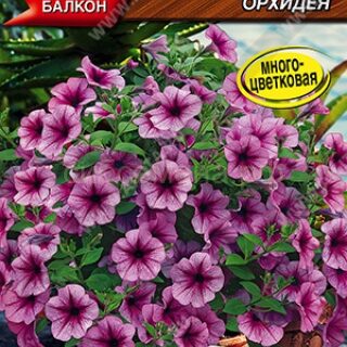 Петуния Городская F1 орхидея (Аэлита)