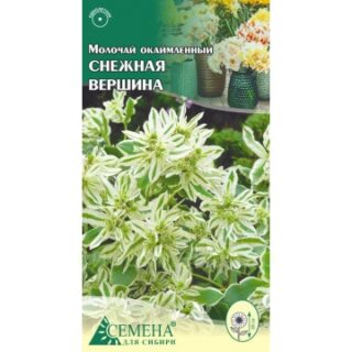 Молочай СНЕЖНАЯ ВЕРШИНА (цв)