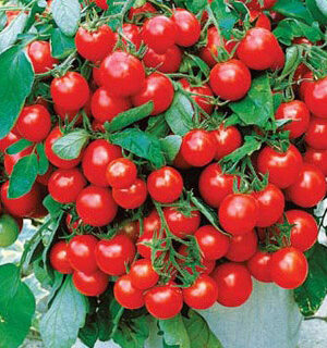 Томат Балконное чудо (УД)