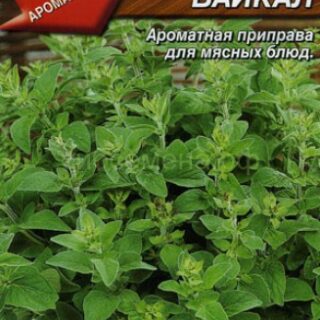 Майоран садовый БАЙКАЛ /Аэлита/0,1гр.