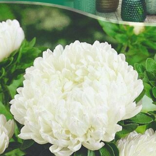 Астра БЕЛАЯ БАШНЯ пионовидная 0,2г /цв./