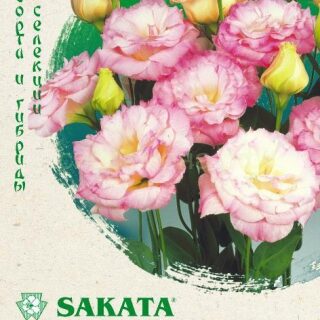 Эустома Эхо ШАМПАНЬ /Гавриш/