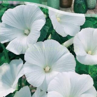 Лаватера МОНТ БЛАНК 0.3г /цв./