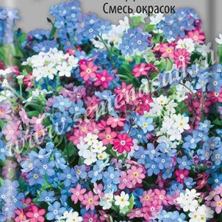 Незабудка смесь окрасок /П/