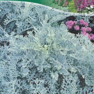 Цинерария СЕРЕБРЯННАЯ, 0,08г /цв./